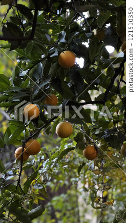Lush green branches support clusters of ripe oranges glistening in the sunlight. The vibrant orchard atmosphere is alive with soft rustling leaves and the scent of citrus. 121510350