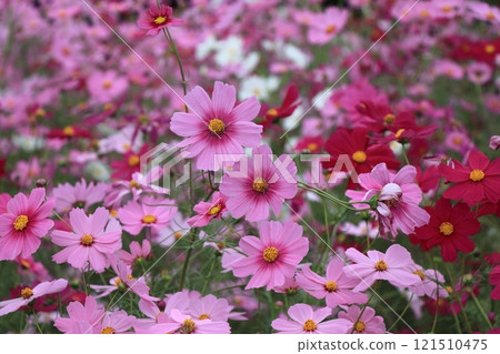 Pink cosmos flowers blooming in a race to be the tallest 121510475