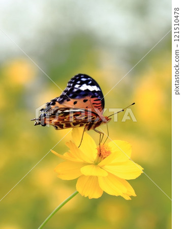 棲息在 Kibana Cosmos 上的印度貝母 121510478