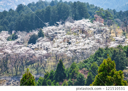 從高尾山、東京、市町平千本櫻、日影澤林道 從高尾山、東京、市町平千本櫻、日影澤林道 121510531