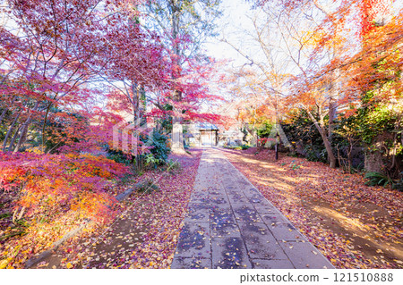 弘前院參道上的紅葉 121510888