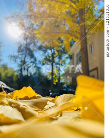 Beautiful Autumn in Beijing 2022 Part-1 121511010