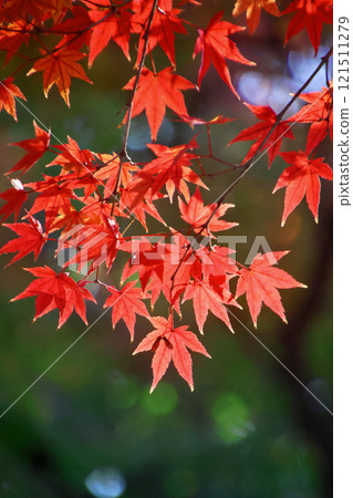 參道旁的紅葉、六園寺、金閣寺（京都市北區） 121511279