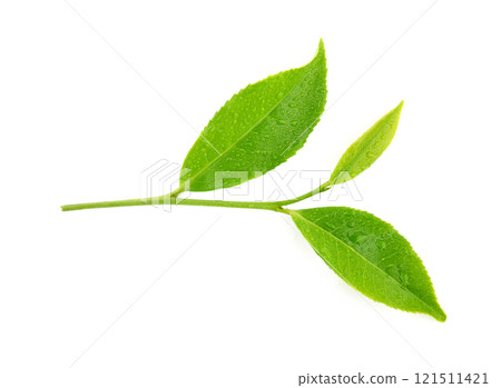 leaves green tea with drops of water isolated on white background leaves green tea with drops of water isolated on white background 121511421
