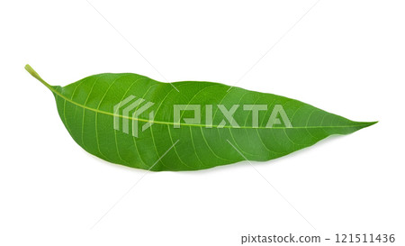 Green mango leaf isolated on white background 121511436
