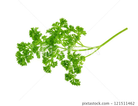 Top view of parsley isolated on white background 121511462