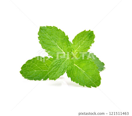 Fresh mint isolated on the white background. 121511463