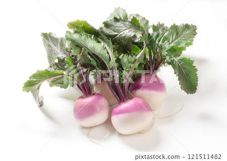 Winter vegetable: Purple turnip (ayameyuki) Winter vegetable: Purple turnip (ayameyuki) 121511482