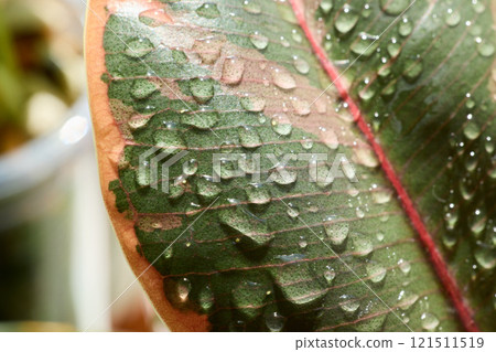 A CloseUp Image of a Leaf Featuring Beautiful Water Droplets Glistening in the Light A CloseUp Image of a Leaf Featuring Beautiful Water Droplets Glistening in the Light 121511519