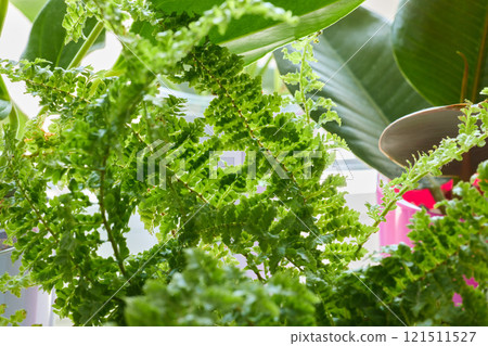 Lush and Vibrant Green Ferns in a Beautiful Indoor Plant Environment for Your Home Lush and Vibrant Green Ferns in a Beautiful Indoor Plant Environment for Your Home 121511527