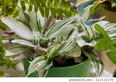 A Vibrant Indoor Houseplant Known for Its Beautifully Striped Leaves and Lush Foliage 121511570