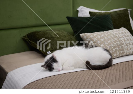 Peaceful Cat Gently Napping on a Stylish Bed Accentuated with Soft Green Accents 121511589