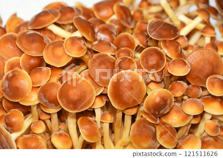 Mushrooms (Okinokitake) Mushrooms (Okinokitake) 121511626