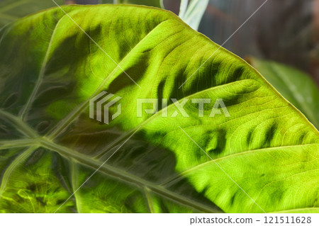 A CloseUp of a Vibrant Green Leaf Highlighting Its Rich Texture and Light Effects 121511628