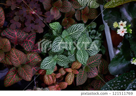 A Vibrant and Diverse Assortment of Indoor Plants Featuring Unique and Stunning Foliage Patterns 121511769
