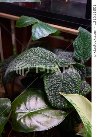 Tropical plants thrive indoors, enhancing aesthetics and enriching the environment with charm Tropical plants thrive indoors, enhancing aesthetics and enriching the environment with charm 121511801