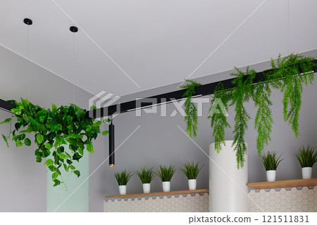 Enhance your space with modern indoor plants and minimalist decor for beauty and comfort Enhance your space with modern indoor plants and minimalist decor for beauty and comfort 121511831