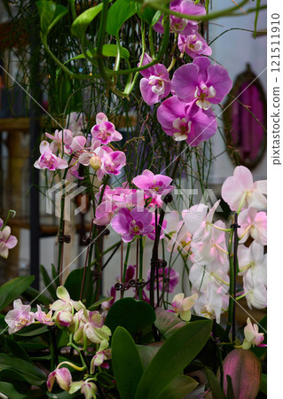 Vibrant and Colorful Orchids in Full Bloom Surrounded by Lush and Lively Greenery 121511910