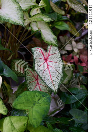 Vibrant Caladium Leaves Elegantly Surrounded by Lush Greenery in a Beautiful Setting Vibrant Caladium Leaves Elegantly Surrounded by Lush Greenery in a Beautiful Setting 121511913