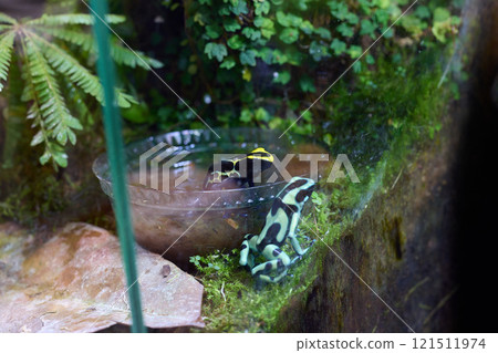 The vibrant and colorful Poison Dart Frogs thrive in their natural habitat within ecosystems The vibrant and colorful Poison Dart Frogs thrive in their natural habitat within ecosystems 121511974