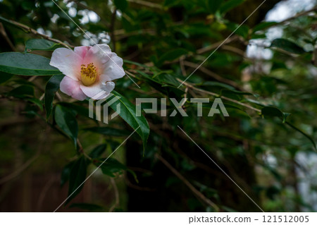 Photograph of the temple of Reika-san-ji Temple in Sakyo-ku, Kyoto City 121512005