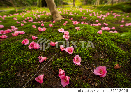 Photograph of the temple of Reika-san-ji Temple in Sakyo-ku, Kyoto City 121512006