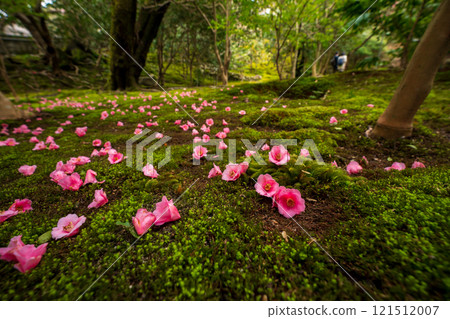Photograph of the temple of Reika-san-ji Temple in Sakyo-ku, Kyoto City 121512007