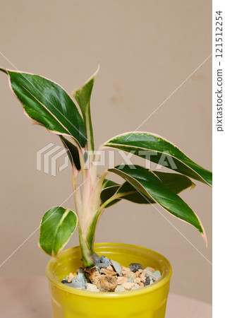 Beautiful and Vibrant Indoor Plant with Leafy, Lush Green Foliage in Bright Yellow Pot Beautiful and Vibrant Indoor Plant with Leafy, Lush Green Foliage in Bright Yellow Pot 121512254