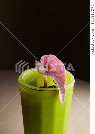 A Vibrant Pink Leaf is Emerging Beautifully from a Green Pot in a Serene Environment 121512276