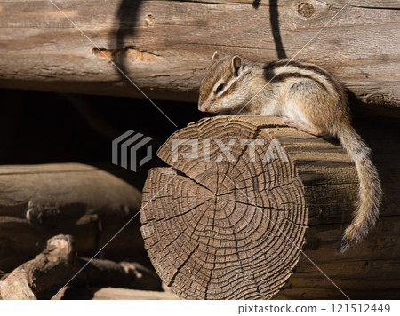松鼠曬太陽 121512449