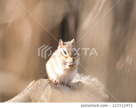 花栗鼠吃堅果 花栗鼠吃堅果 121512451