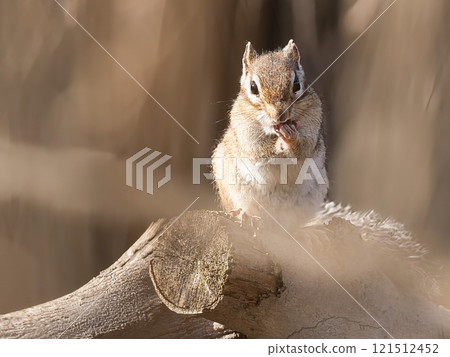 花栗鼠在樹樁上吃核桃 花栗鼠在樹樁上吃核桃 121512452