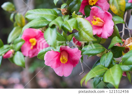 在京都市Sakyo-ku的Reika-san-ji寺廟的照片 121512456