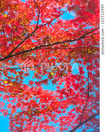 Beautiful autumn leaves shining in the backlight Natural scenery (December 2024) Beautiful autumn leaves shining in the backlight Natural scenery (December 2024) 121512495