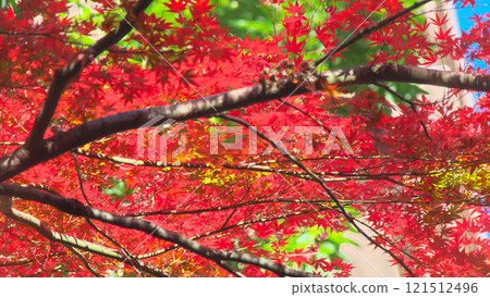 Beautiful autumn leaves shining in the backlight Natural scenery (December 2024) Beautiful autumn leaves shining in the backlight Natural scenery (December 2024) 121512496