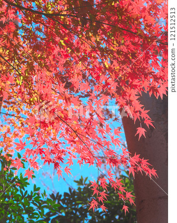 逆光下閃耀的美麗秋葉自然風光（2024年12月） 121512513