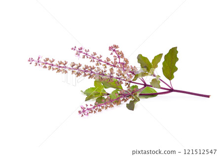 Basil flower isolated on white background 121512547