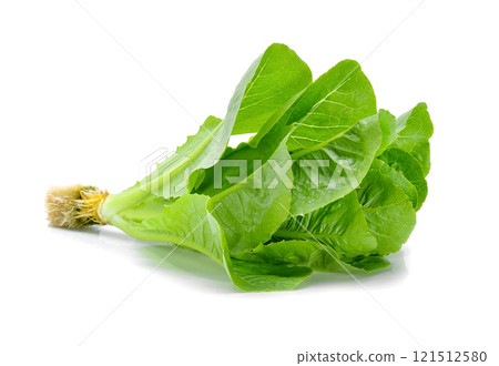 fresh baby cos (lettuce) on white background 121512580