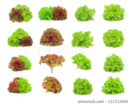 Red and green oak lettuce on white background. 121512604
