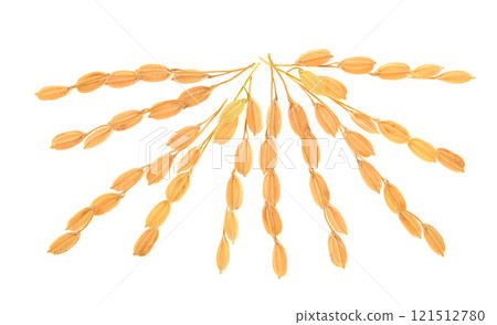 Japanese rice ears isolated on white background 121512780