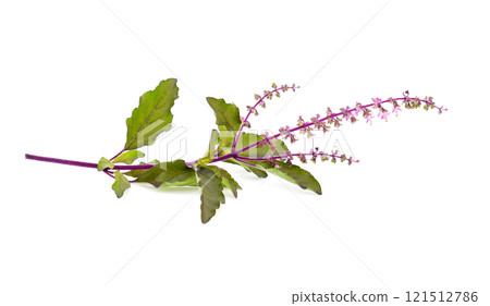 Basil flower isolated on white background 121512786