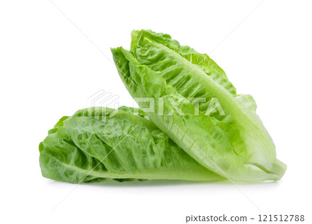 fresh baby cos,lettuce isolated on white background 121512788