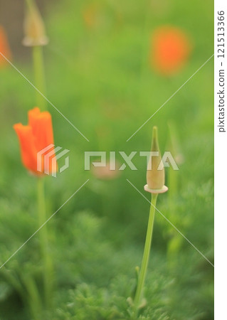 Buds Cute Buds Cute 121513366