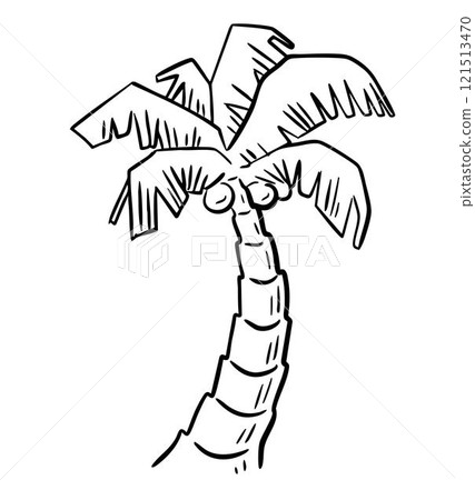 Tropical palm black and white sketch Tropical palm black and white sketch 121513470