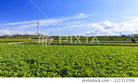 大片的高麗菜地或蘿蔔地 121513764