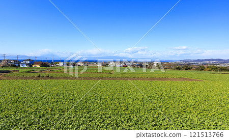 Vast cabbage or radish fields Vast cabbage or radish fields 121513766