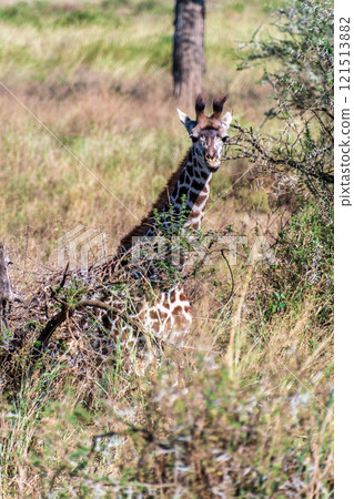 Masai Giraffe in the Serengeti Masai Giraffe in the Serengeti 121513882
