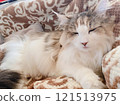 Relaxing kitty 121513975