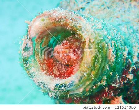 Taiwanese scallop 121514090