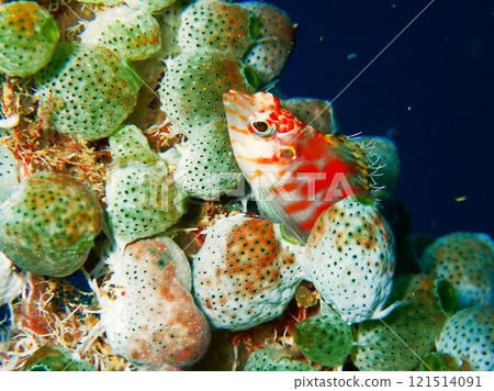 Southern Hawkfish Okinawa Southern Hawkfish Okinawa 121514091